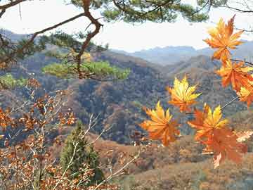 花湮苍笙泪