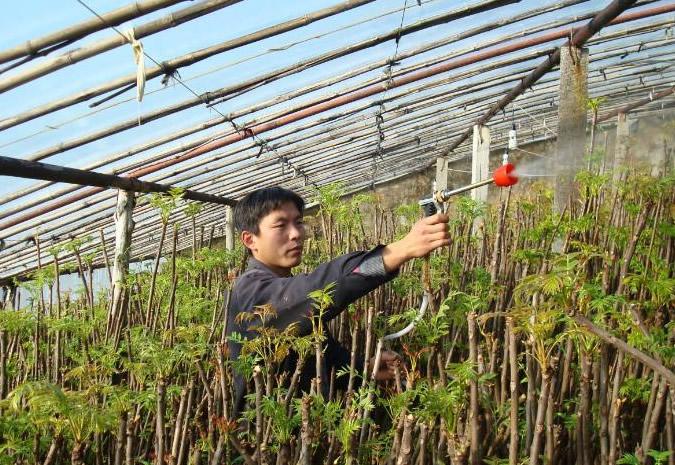 香椿最新价格走势分析，市场趋势与影响因素探讨